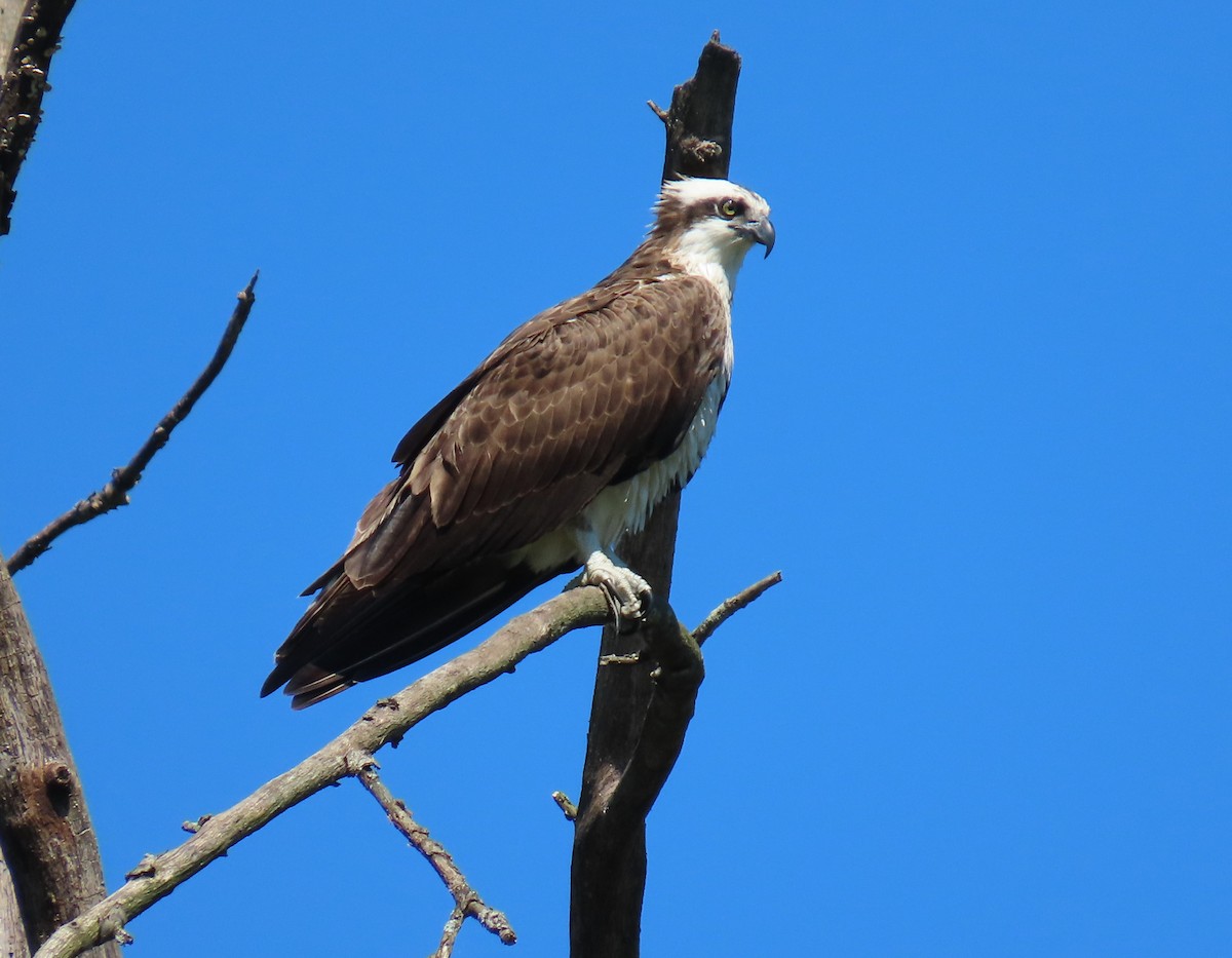 Balbuzard pêcheur - ML641077979