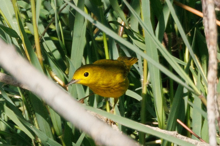 Yellow Warbler (Northern) - ML641077984