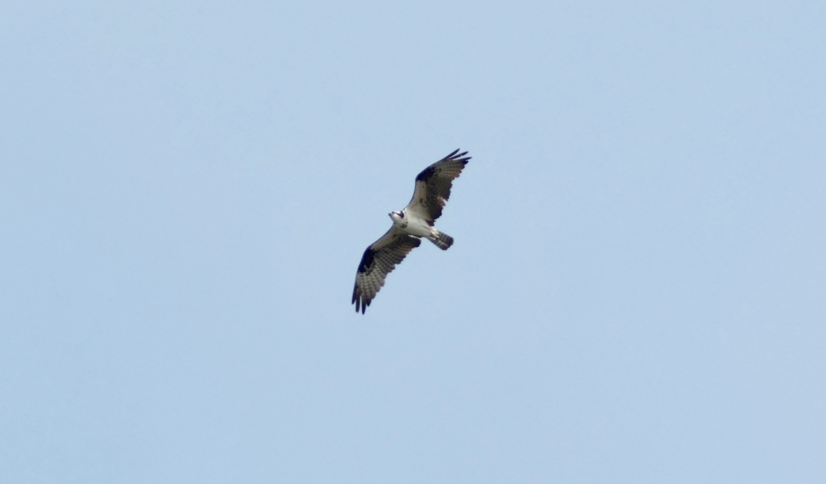 Balbuzard pêcheur - ML641077996