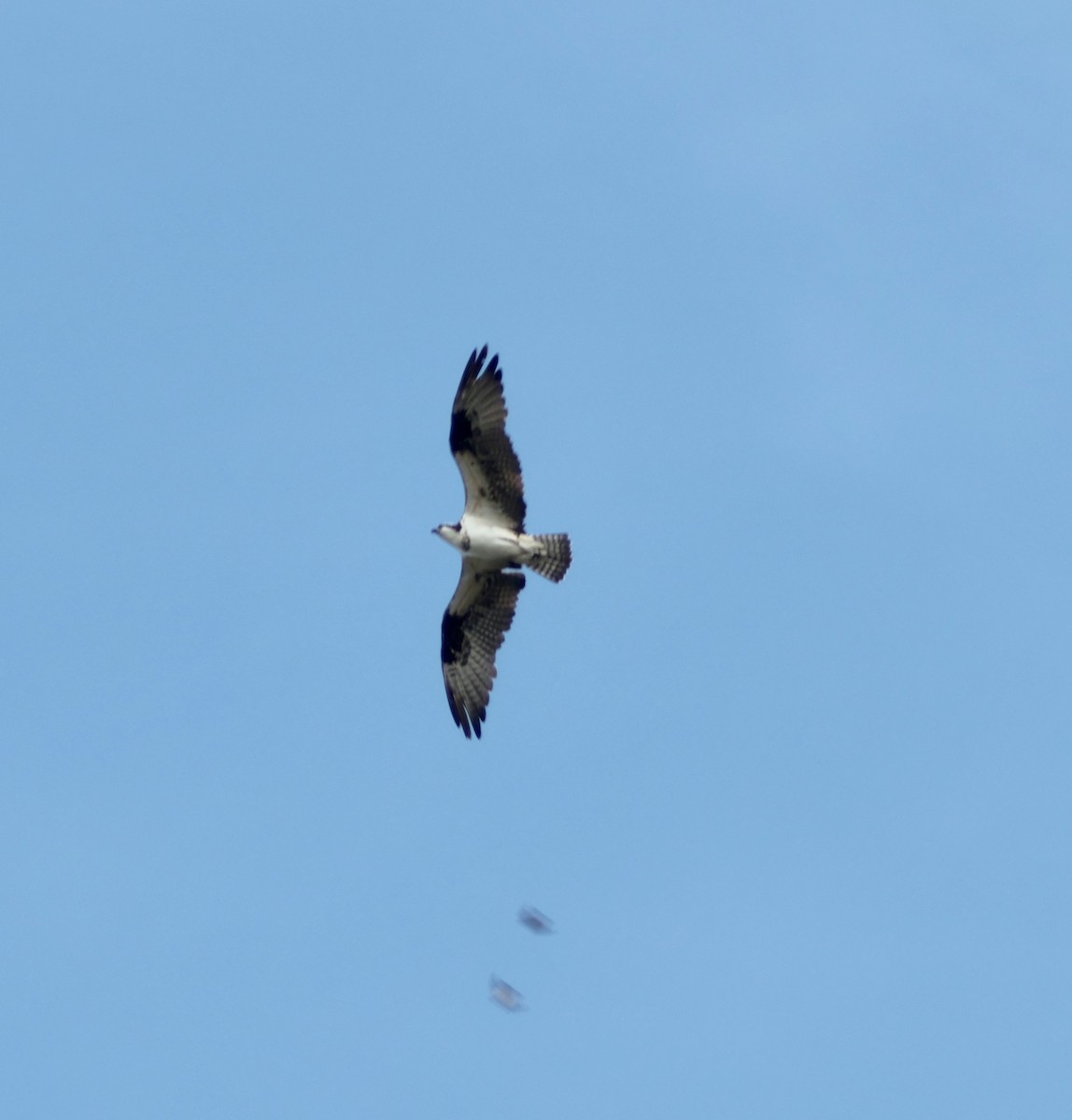 Balbuzard pêcheur - ML641077997
