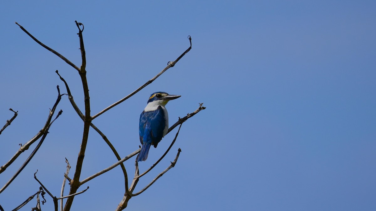 Pacific Kingfisher - ML641078025