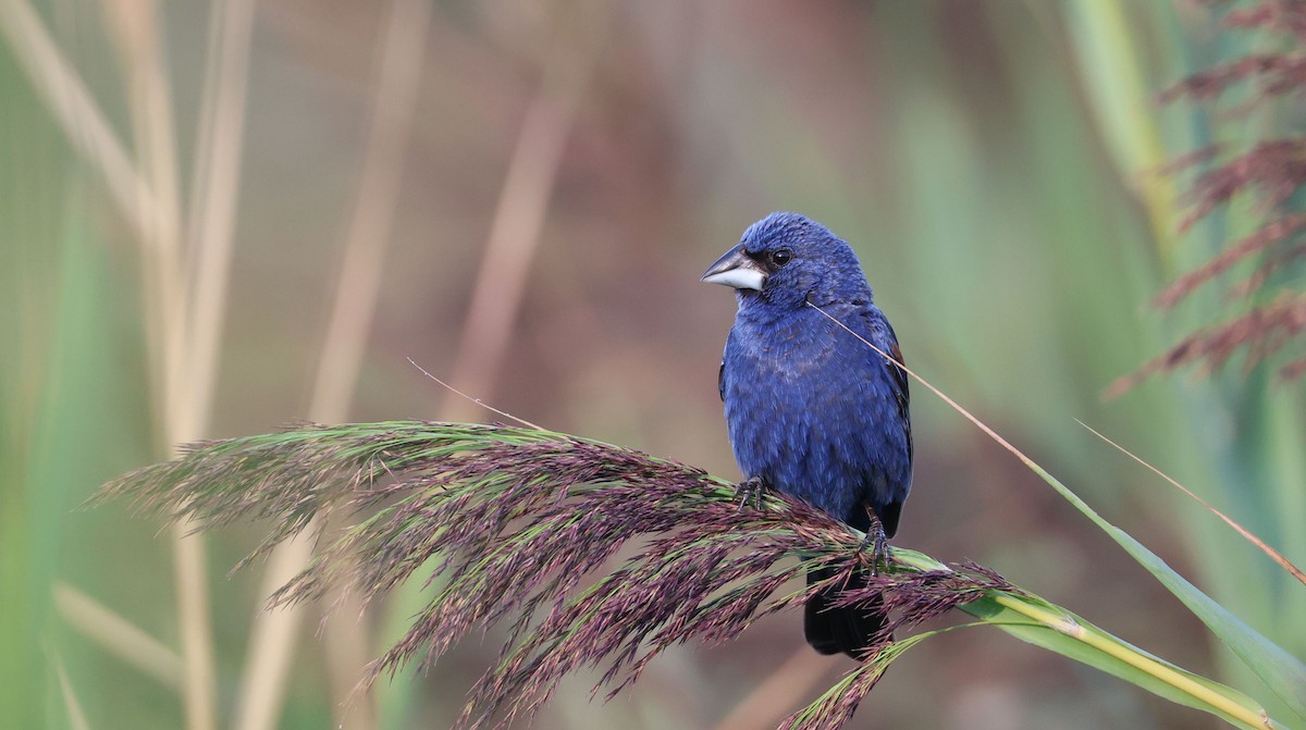 Blue Grosbeak - ML641078030