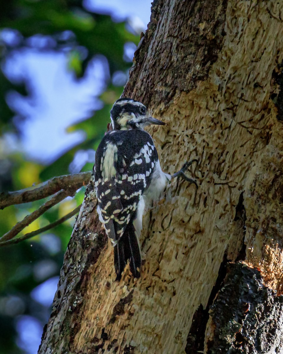 Hairy Woodpecker - ML641078044