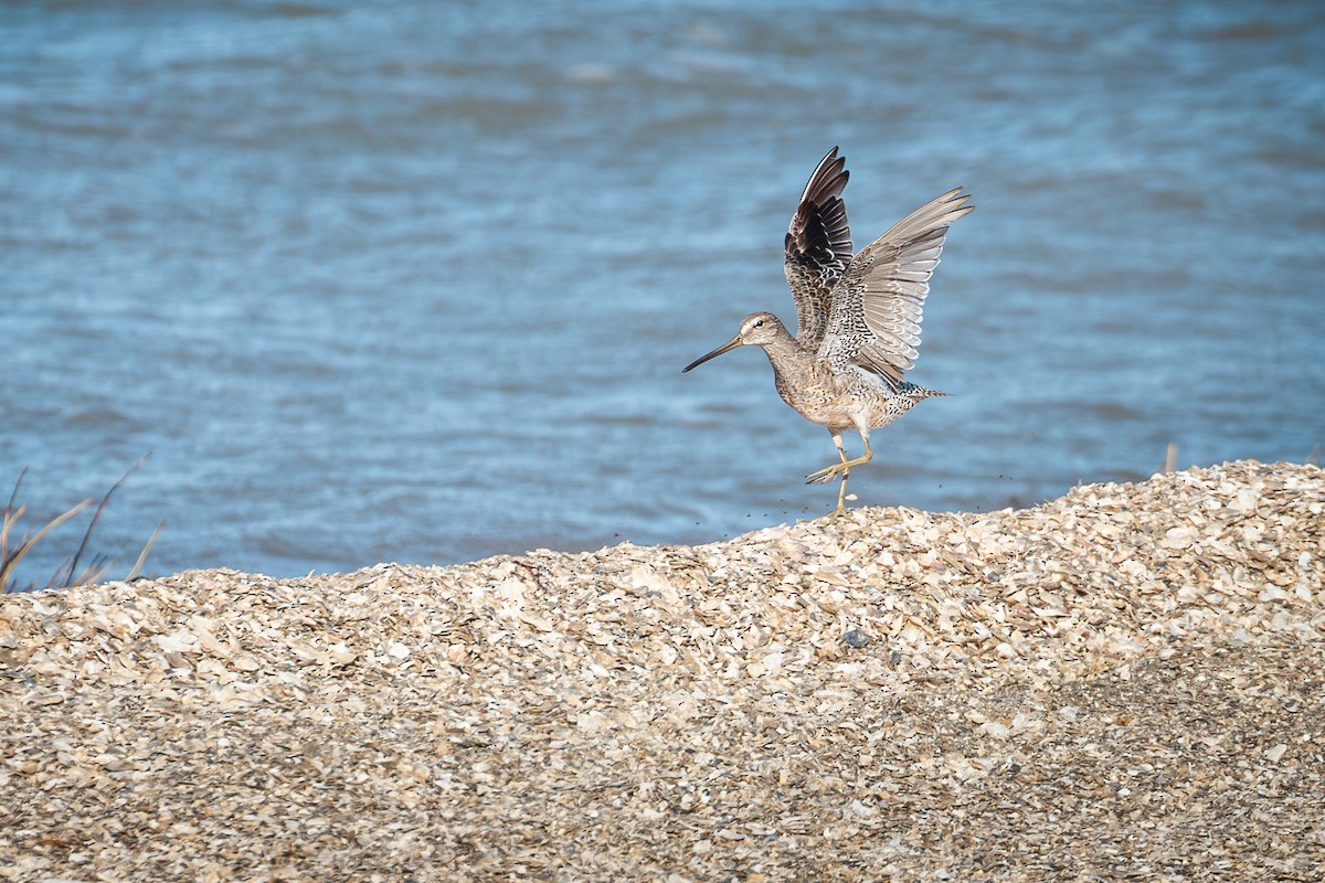 Short-billed Dowitcher (caurinus) - ML641078045