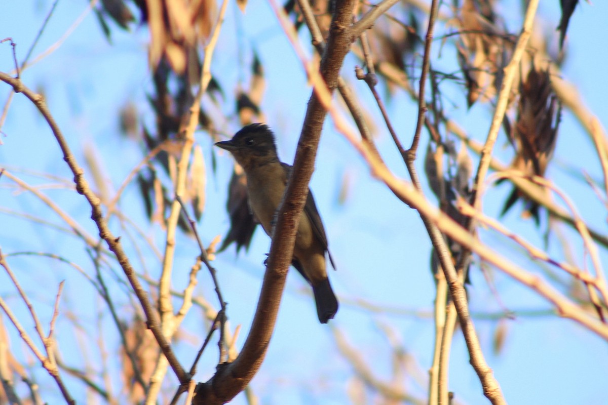Crested Becard - ML641078050