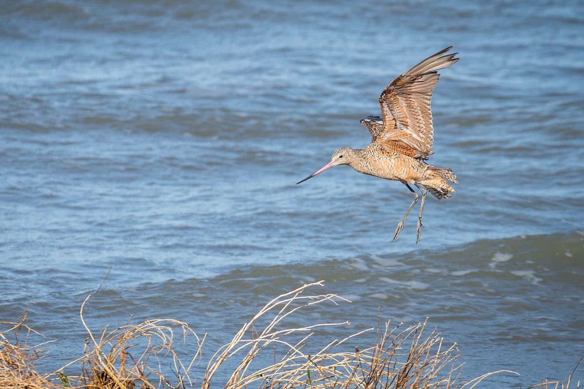 Marbled Godwit - ML641078051