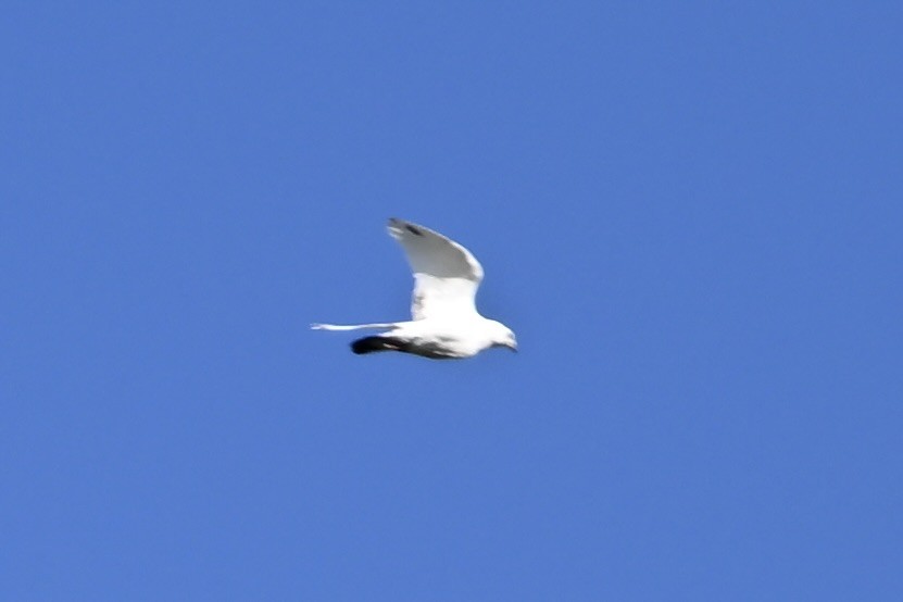 Rock Pigeon (Feral Pigeon) - ML641078069