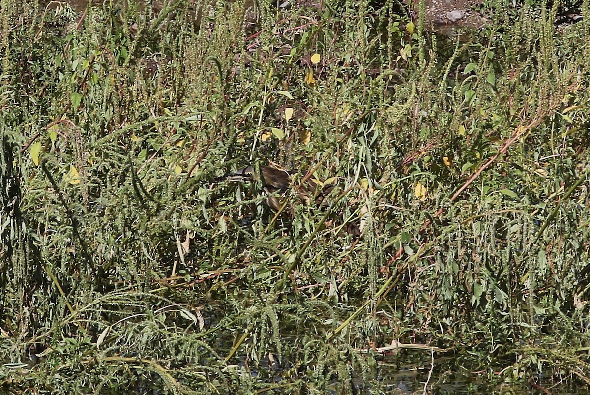 American Bittern - ML641078078