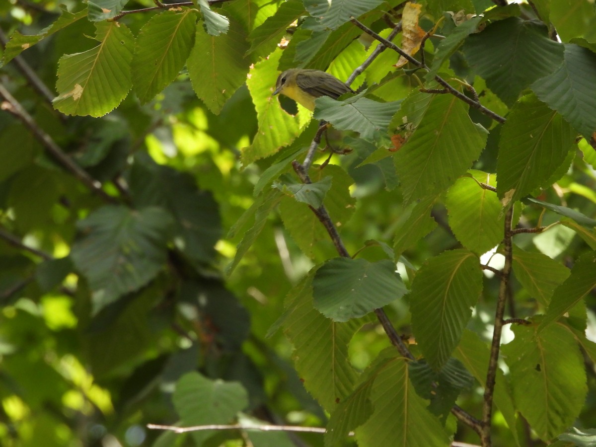 Philadelphia Vireo - ML641078090