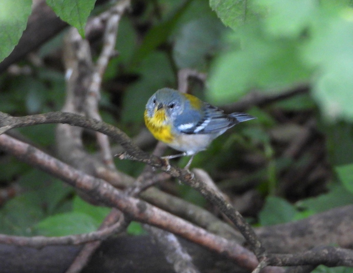 Northern Parula - ML641078120