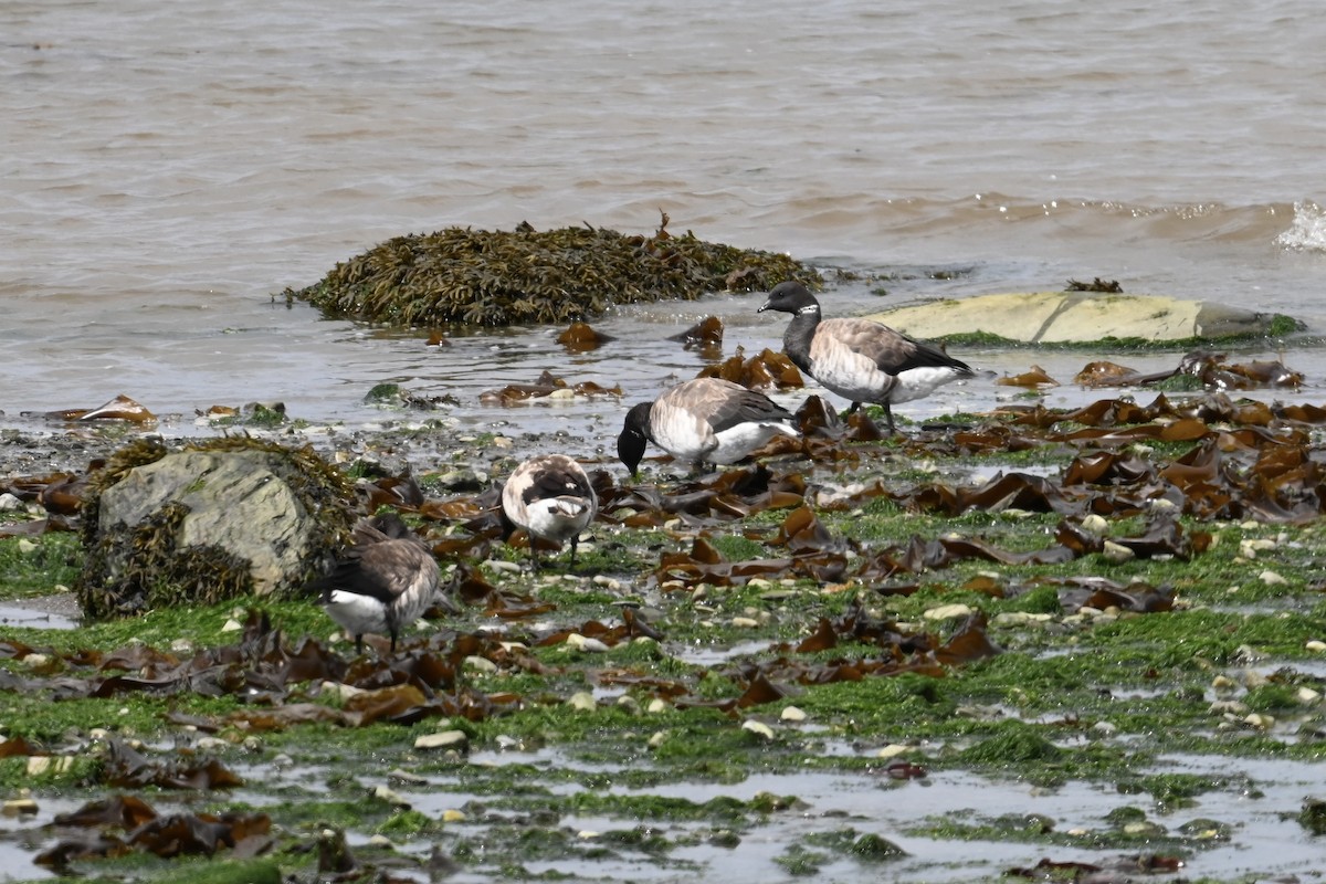 Brant - ML641078150