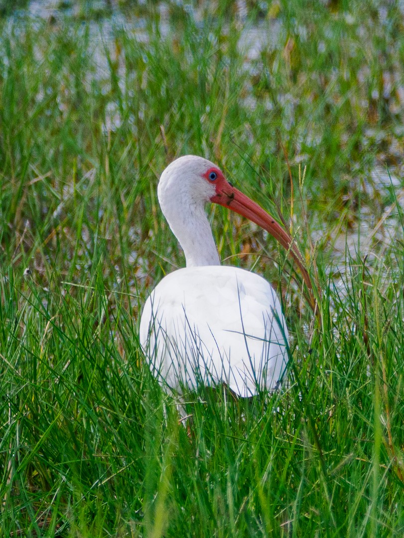 White Ibis - ML641078162