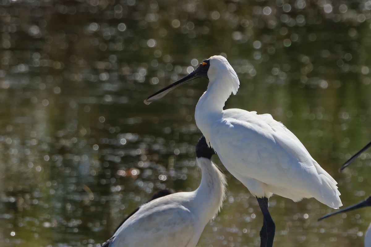 Royal Spoonbill - ML641078164