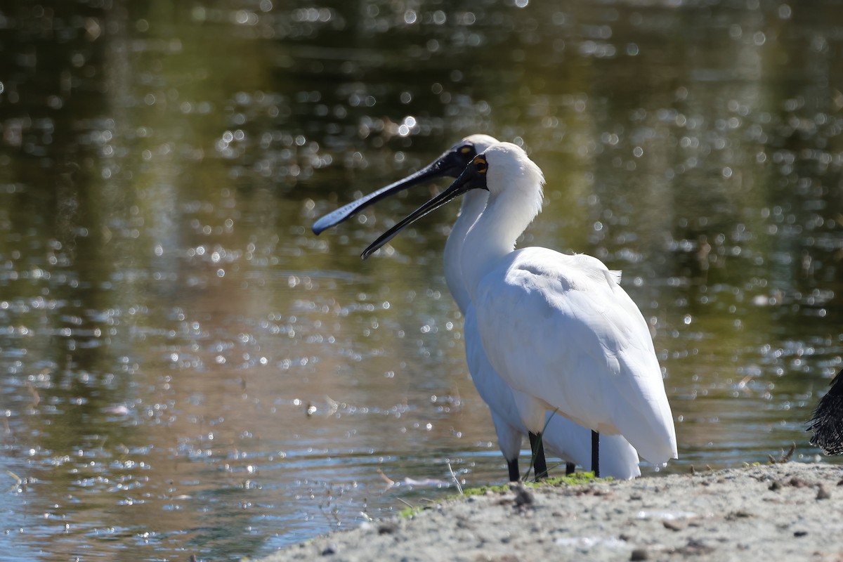 Royal Spoonbill - ML641078165