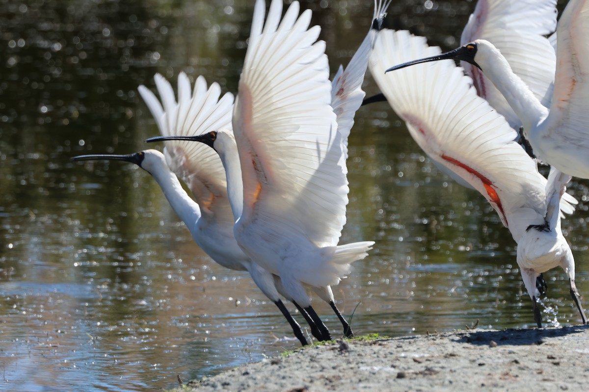 Royal Spoonbill - ML641078166