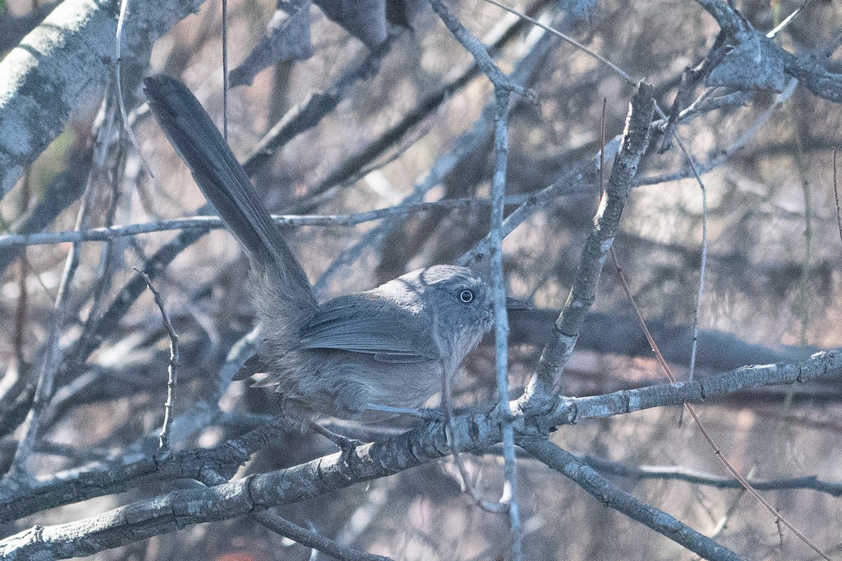 chaparralfugl - ML641078195