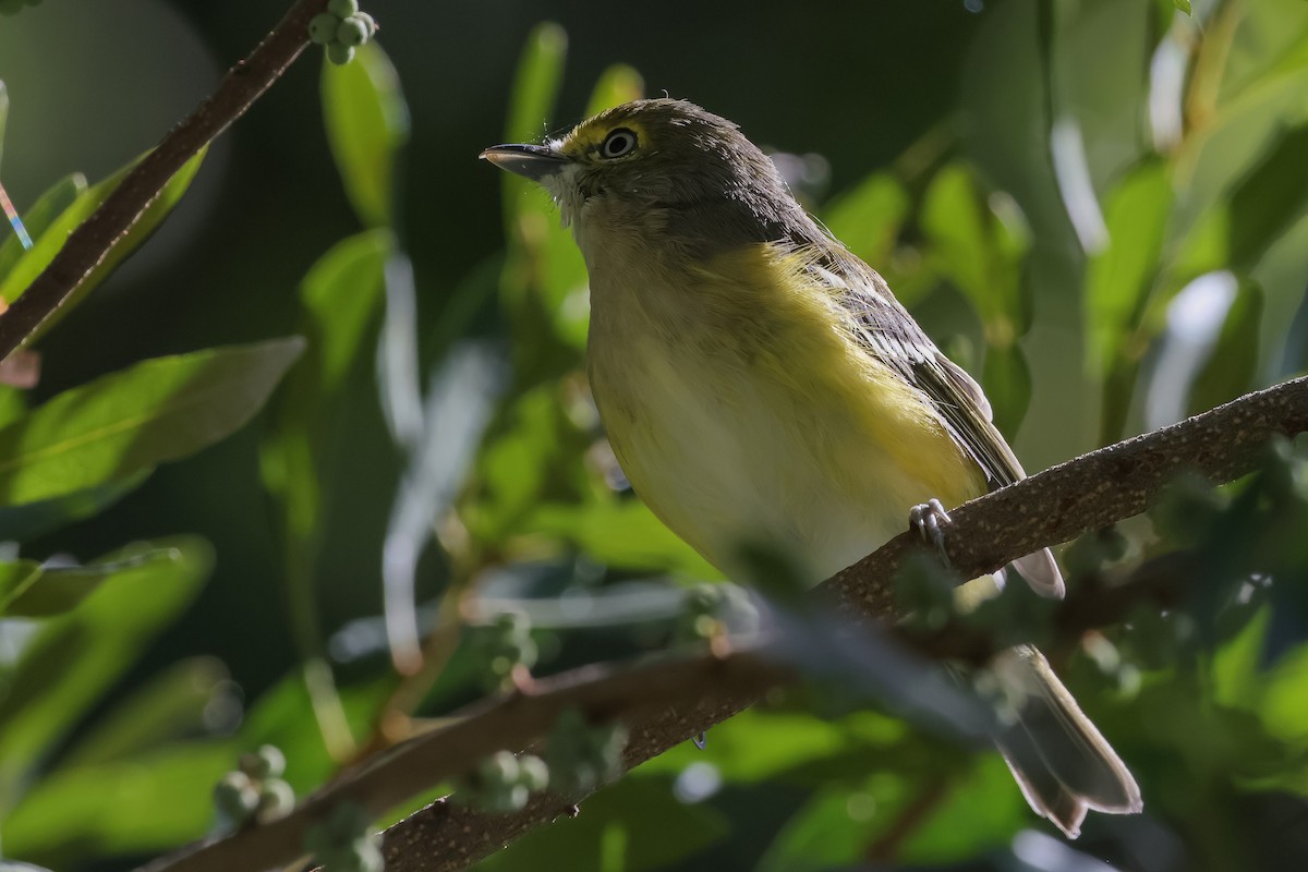 White-eyed Vireo - ML641078197