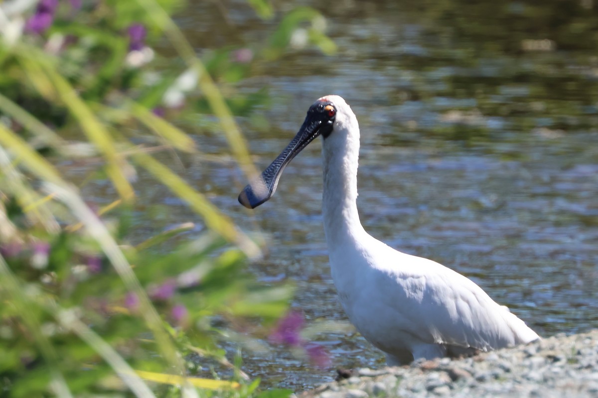 Royal Spoonbill - ML641078220