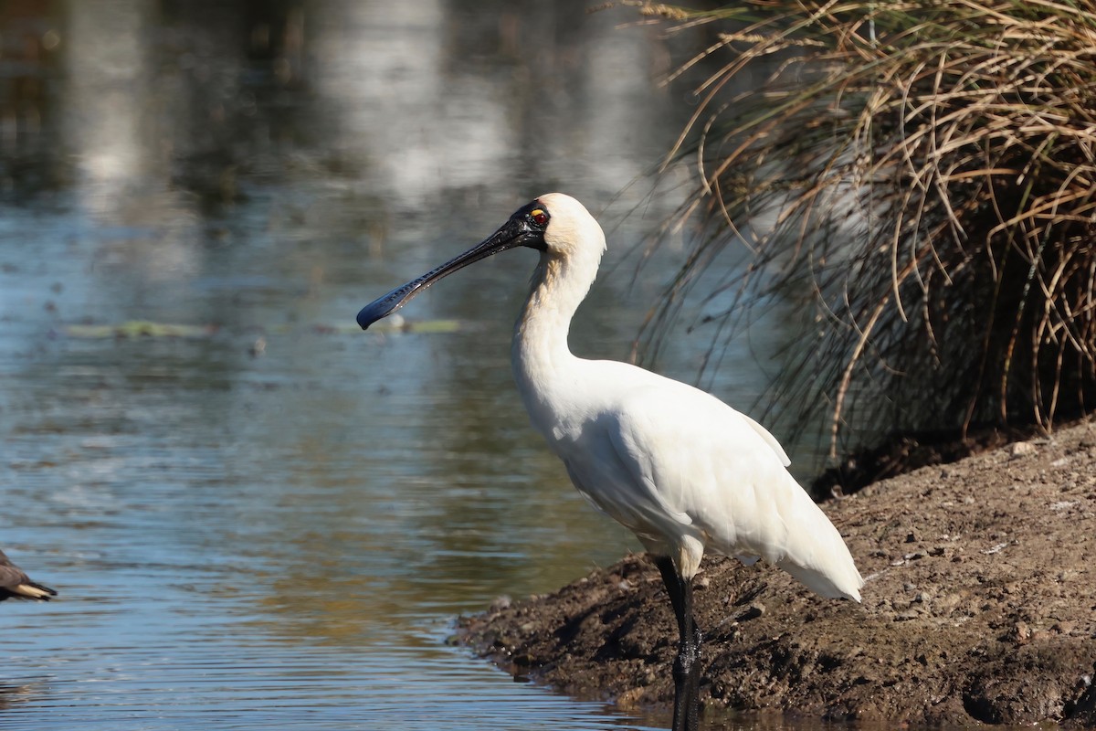 Royal Spoonbill - ML641078221