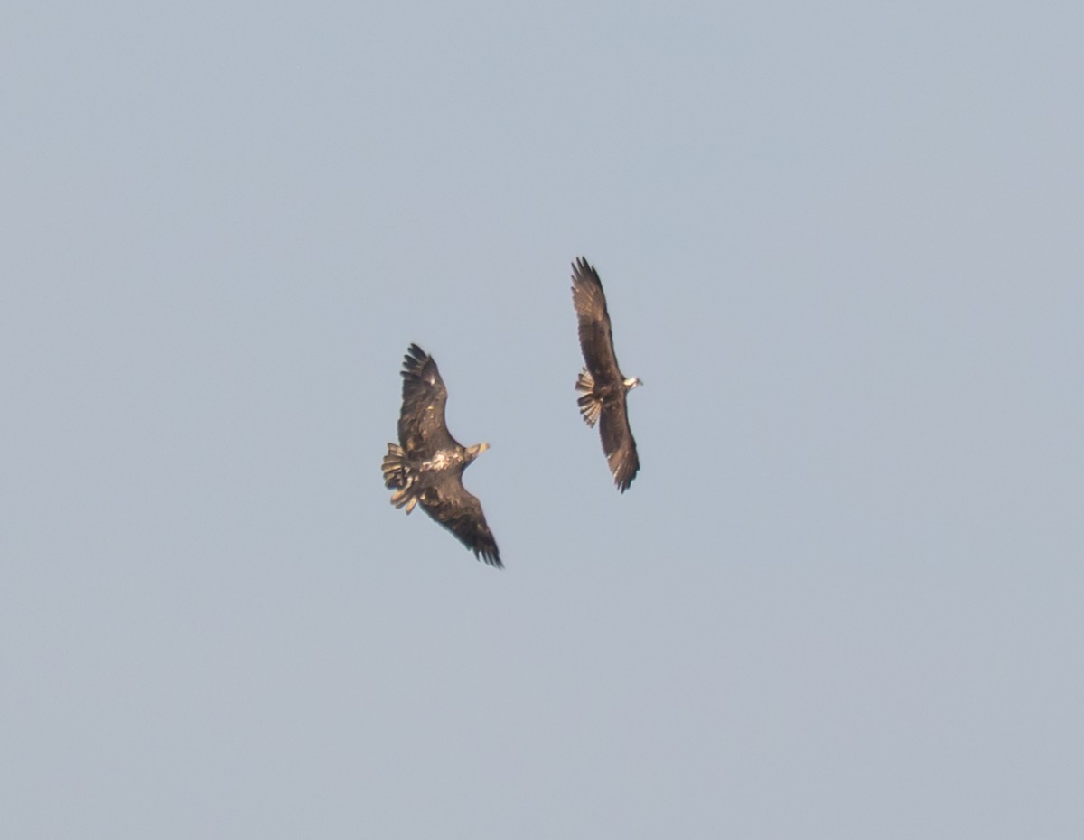Balbuzard pêcheur - ML641078273