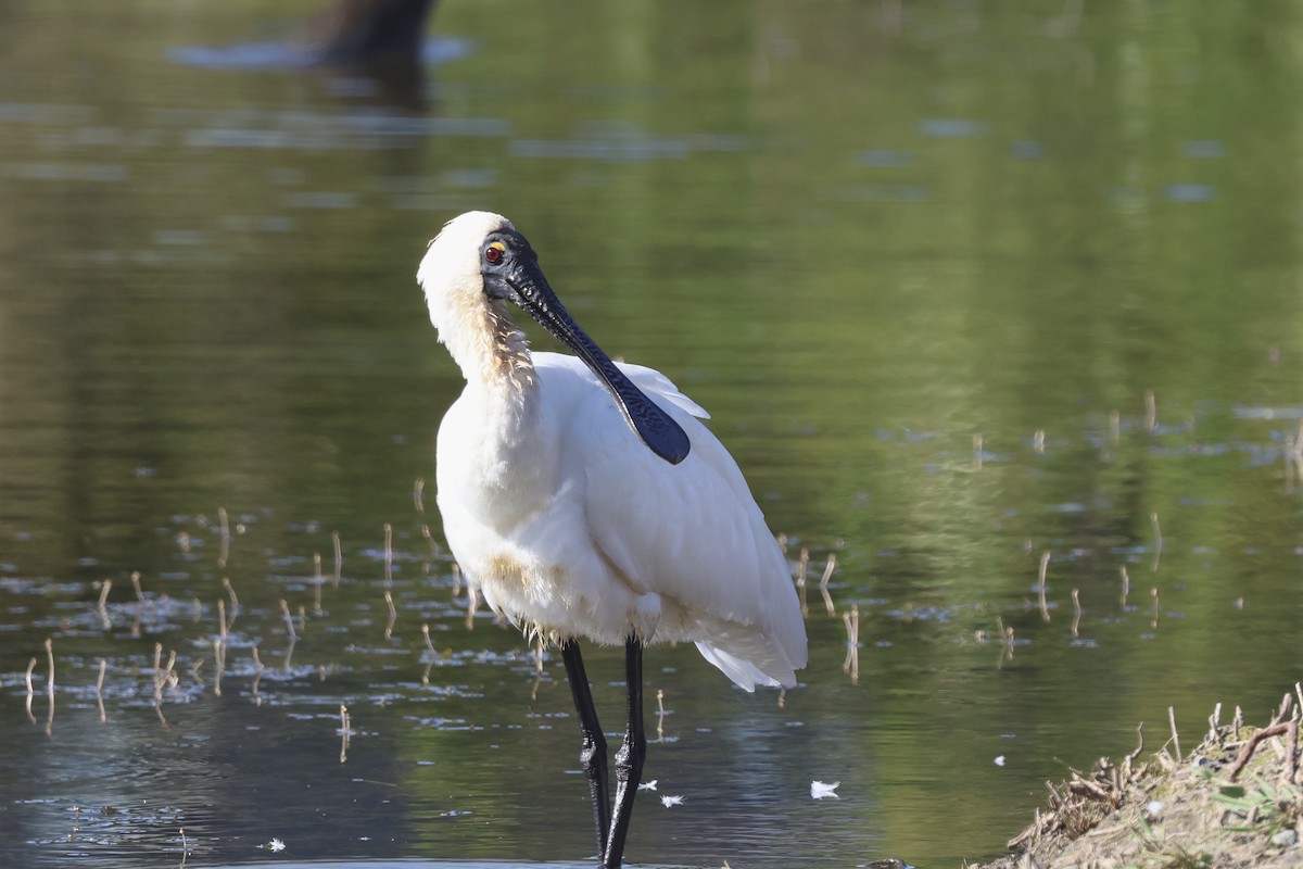 Royal Spoonbill - ML641078279