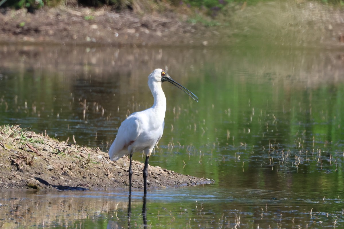 Royal Spoonbill - ML641078282
