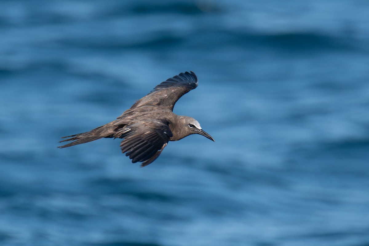 Brown Noddy - ML641078308