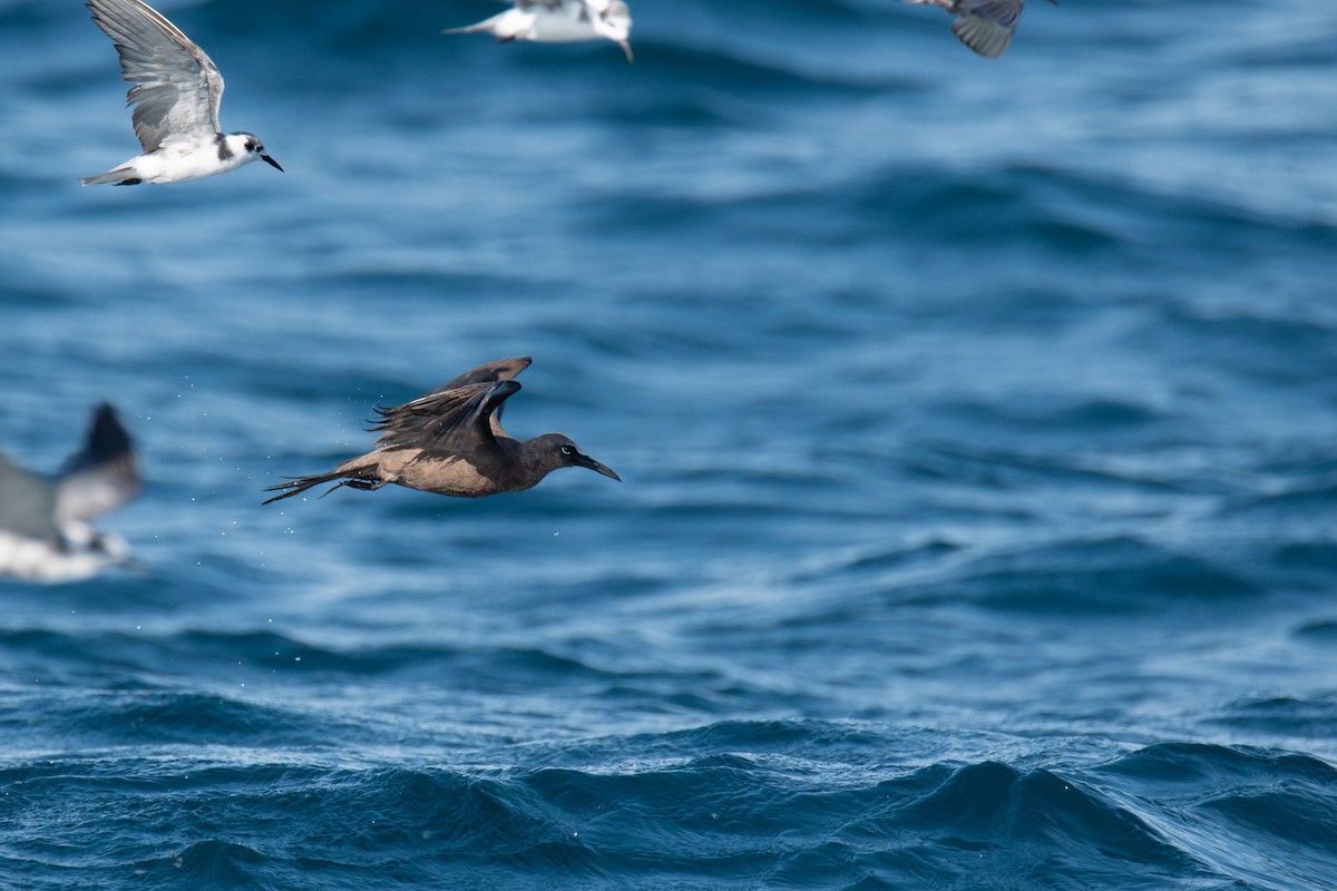 Brown Noddy - ML641078309