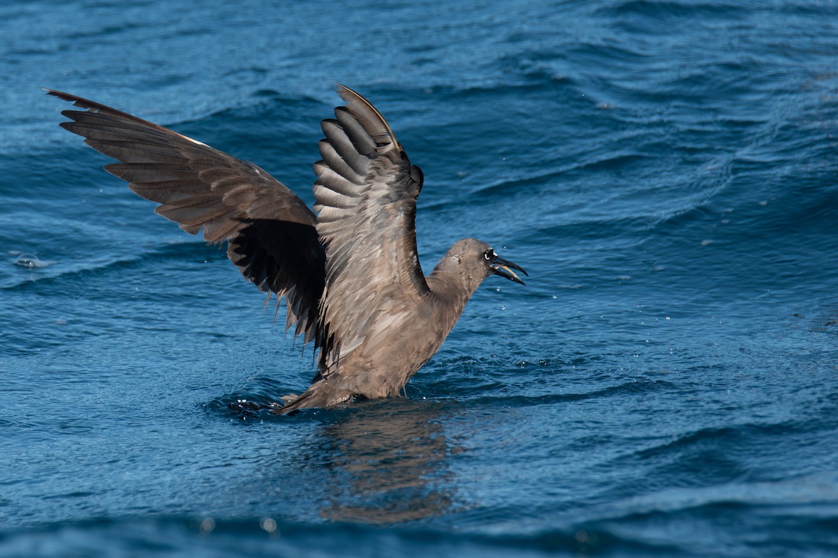 Brown Noddy - ML641078310
