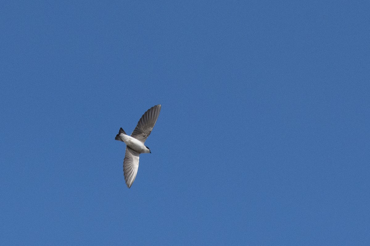 White-rumped Swallow - ML641078313