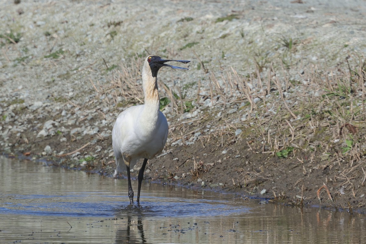 Royal Spoonbill - ML641078322