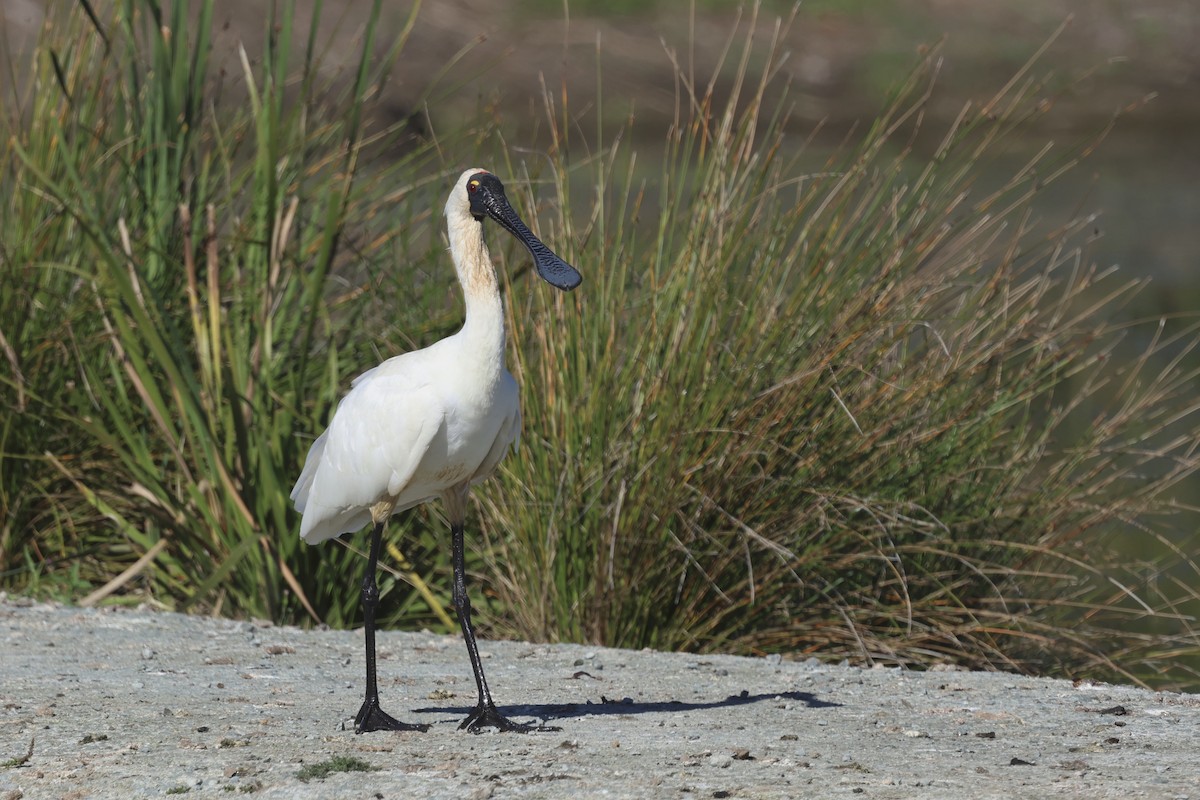 Royal Spoonbill - ML641078324