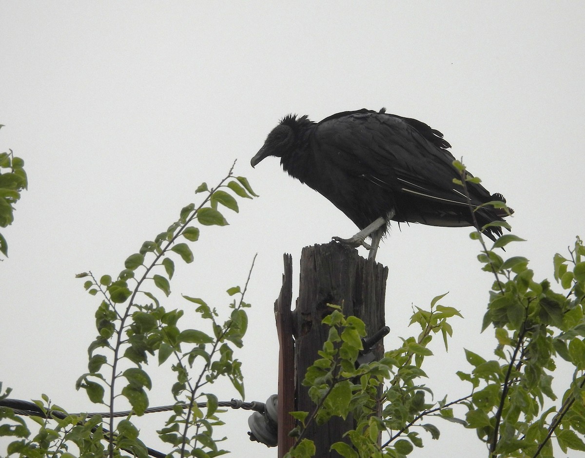 Black Vulture - ML641078382