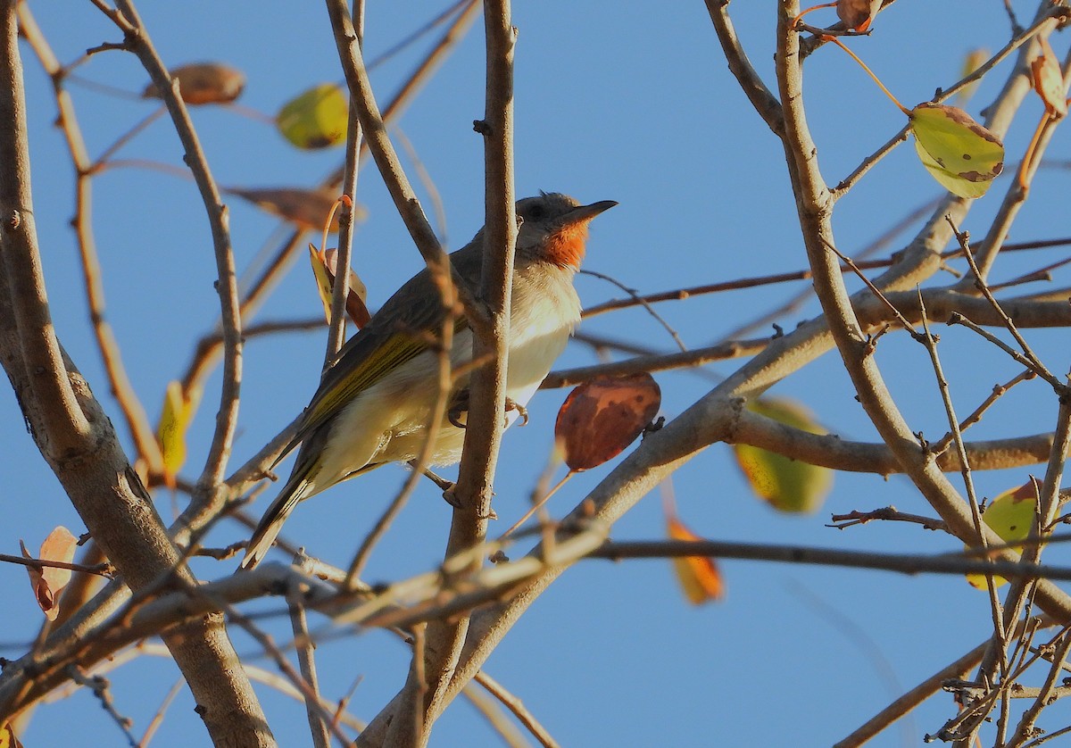 Rufous-throated Honeyeater - ML641078394