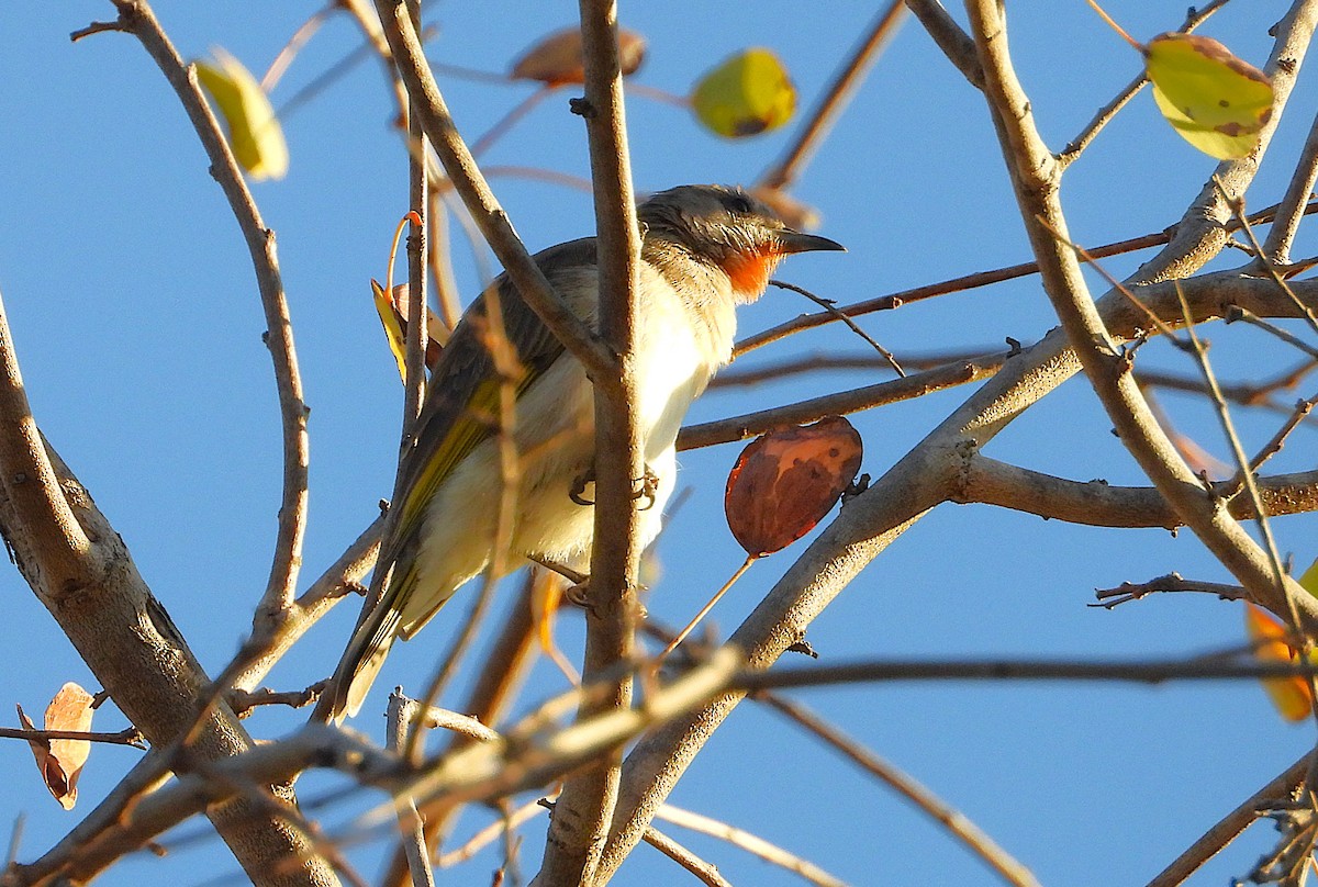 Rufous-throated Honeyeater - ML641078401