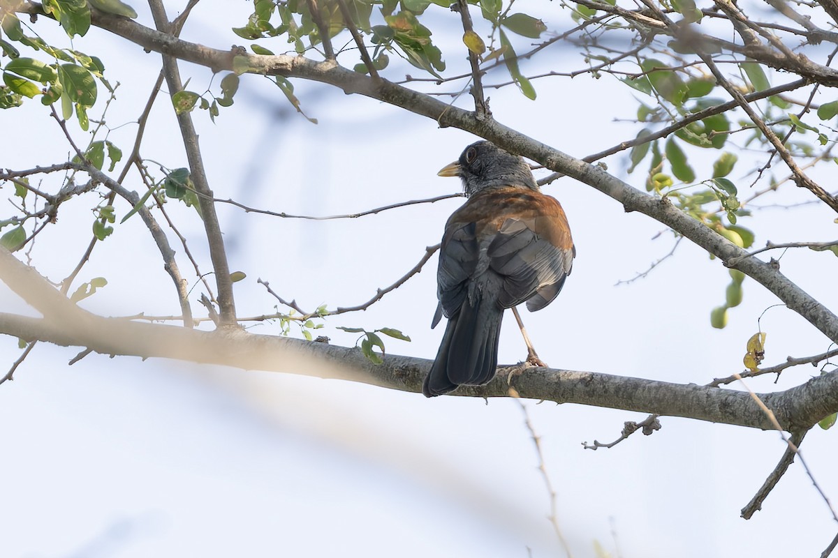 Rufous-backed Robin - ML641078402