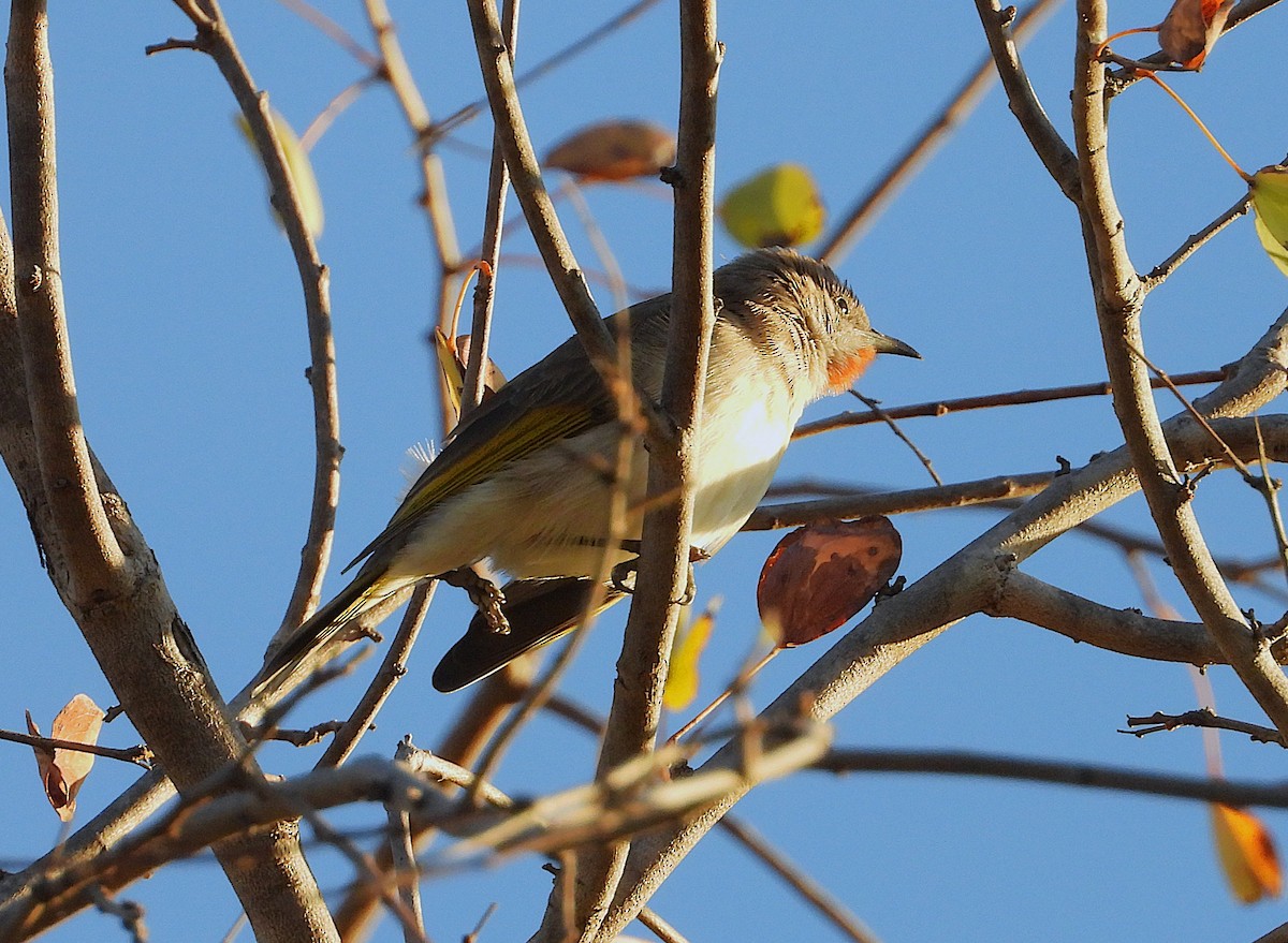 Rufous-throated Honeyeater - ML641078406