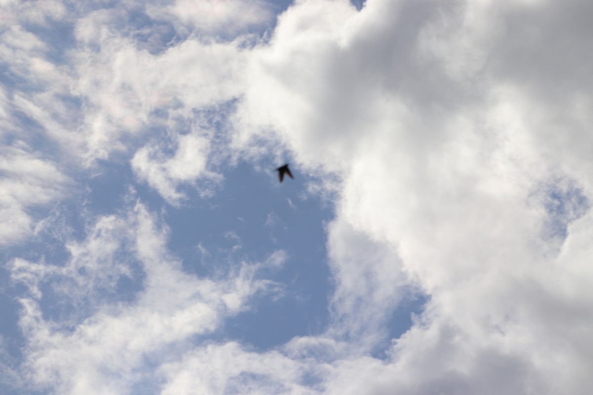 Barn Swallow - ML641078407