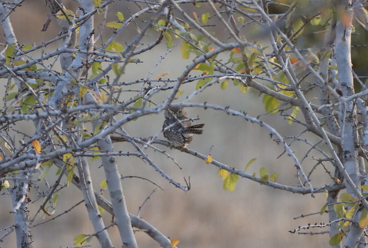 Pearl-spotted Owlet - ML641078416