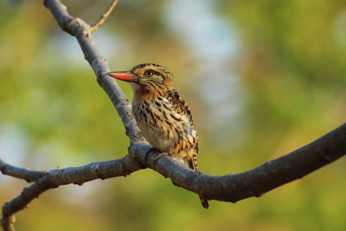 Spot-backed Puffbird - ML641078432
