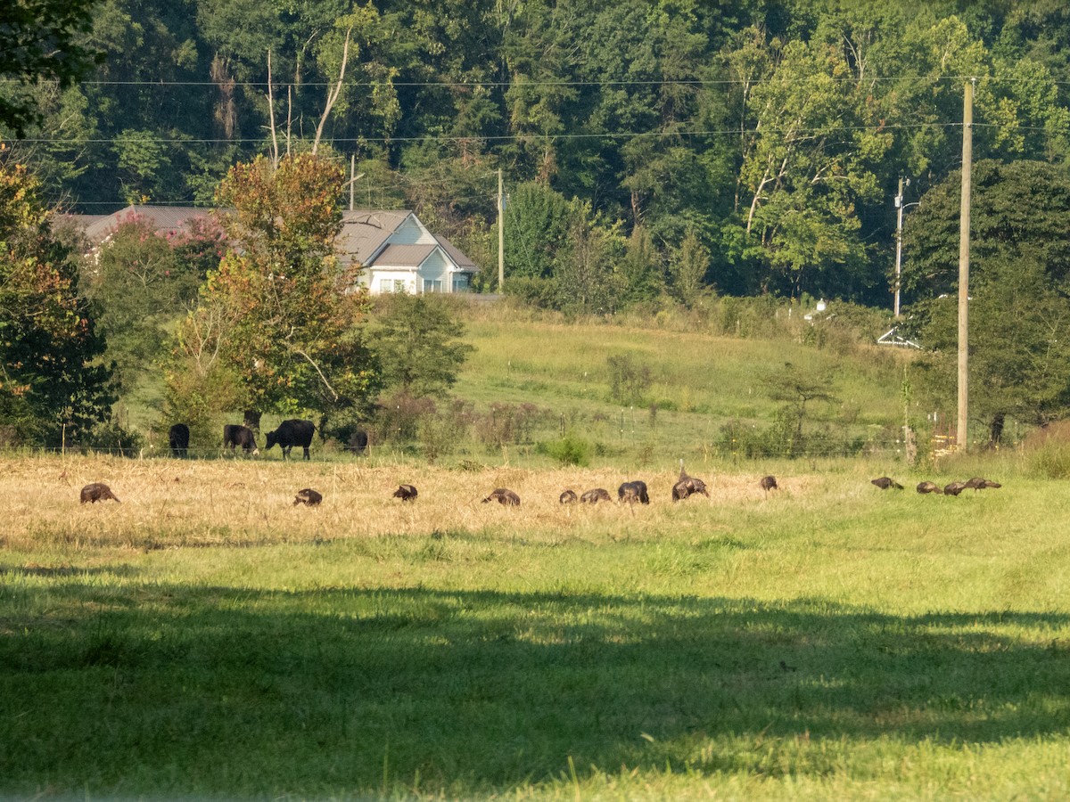 Wild Turkey - ML641078440