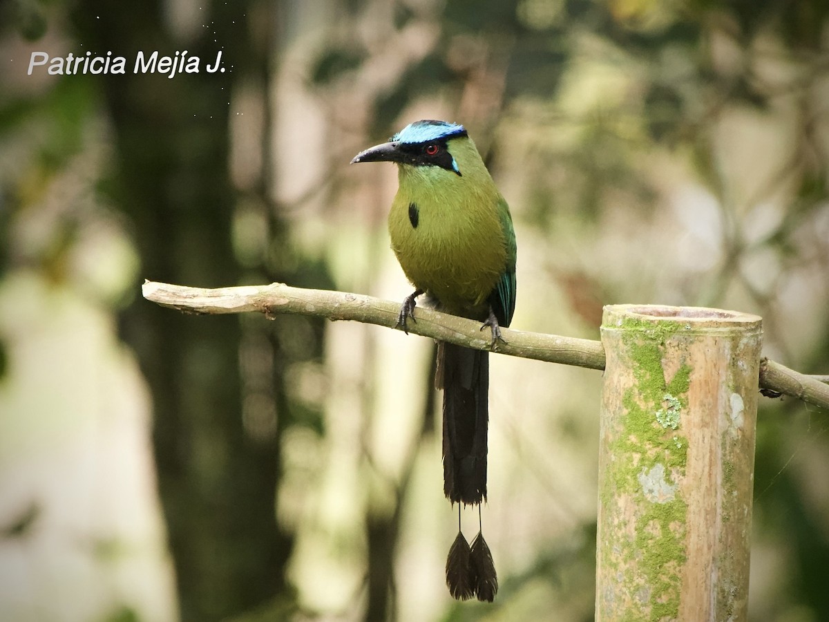 Andean Motmot - ML641078445
