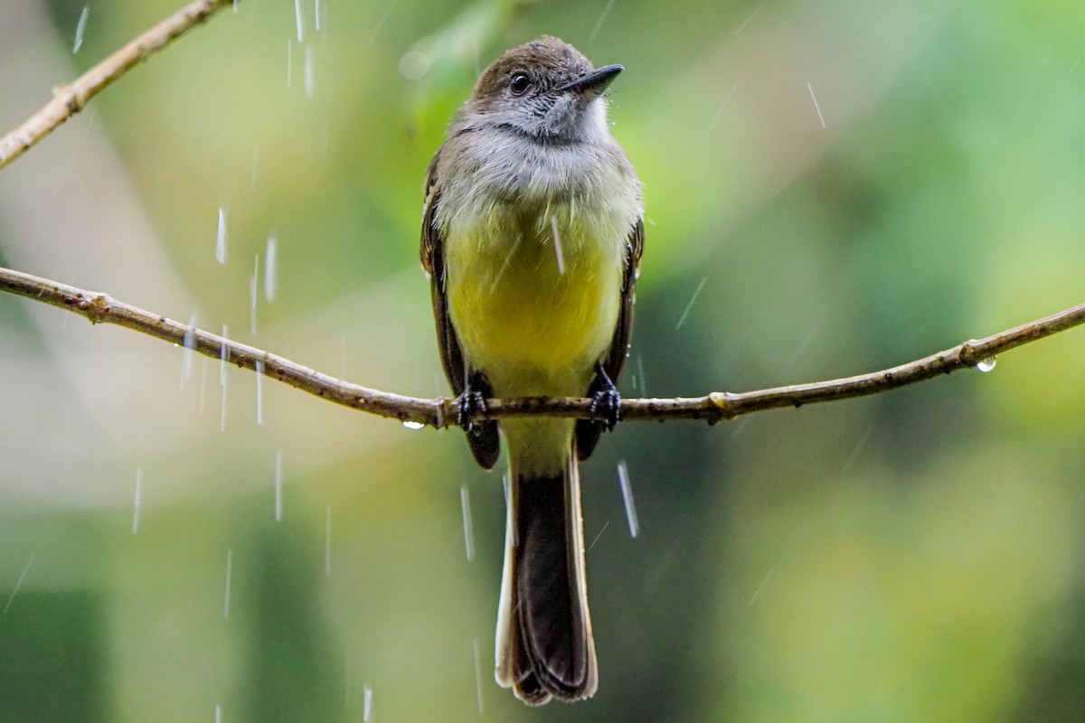 Pale-edged Flycatcher - ML641078450