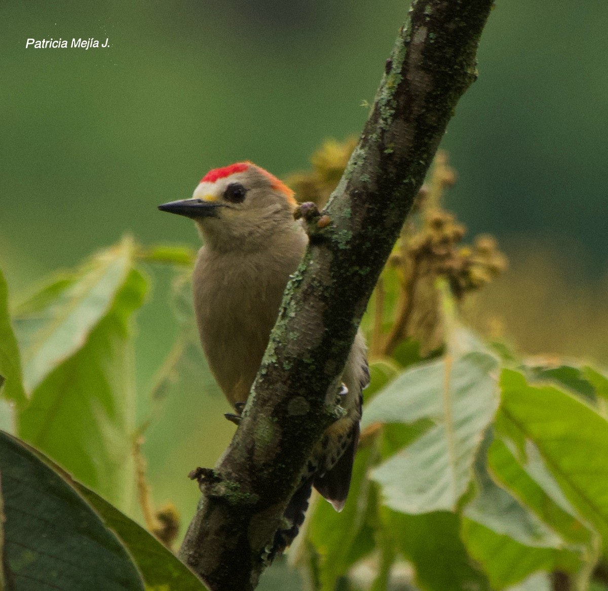 Red-crowned Woodpecker - ML641078454