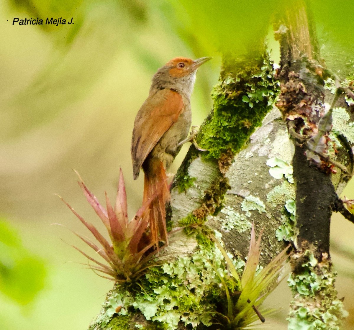 Red-faced Spinetail - ML641078476