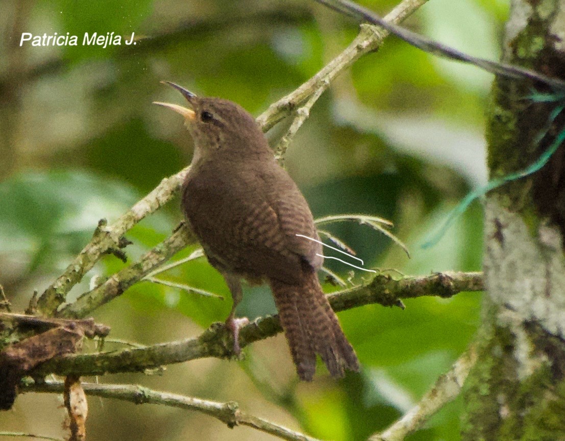 Southern House Wren - ML641078508