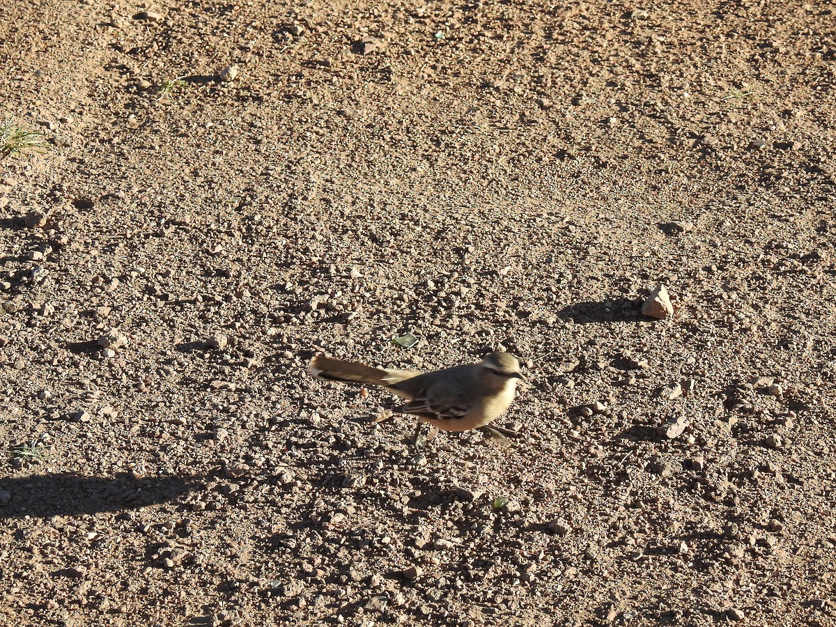 Patagonian Mockingbird - ML641078510