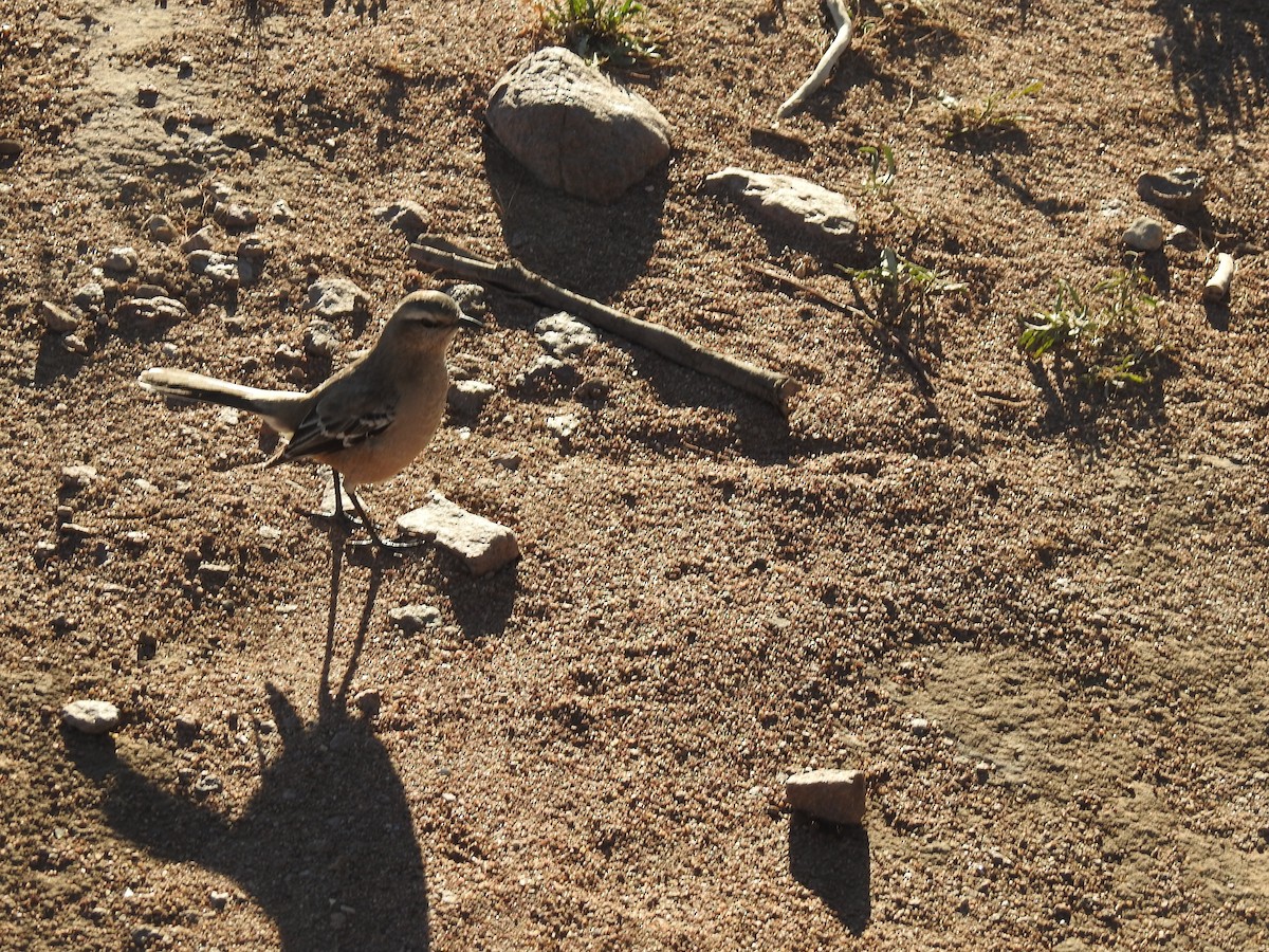 Patagonian Mockingbird - ML641078511