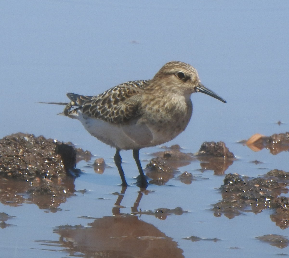 Baird's Sandpiper - ML641078523
