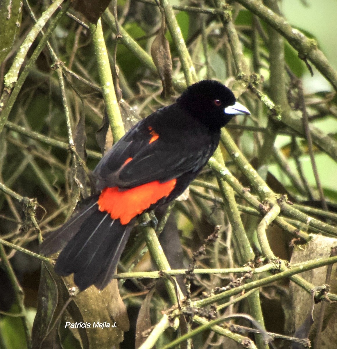 Flame-rumped Tanager - ML641078524